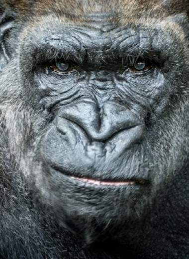 Западные равнинные гориллы поделили территорию без кровавых конфликтов