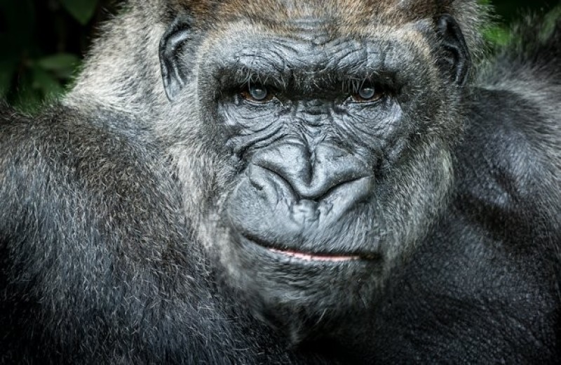 Западные равнинные гориллы поделили территорию без кровавых конфликтов