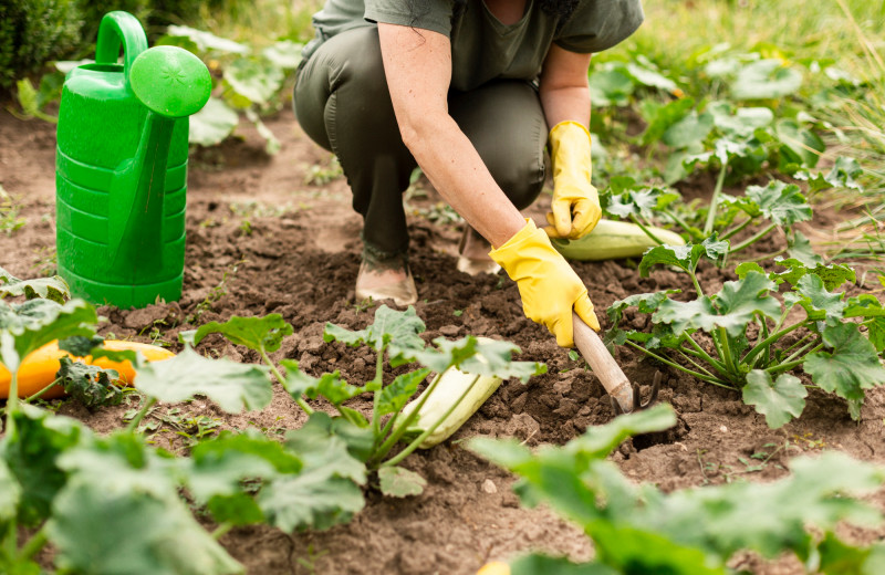 Пора на дачу — грядки полоть! 5 причин, почему работать в огороде полезно для здоровья