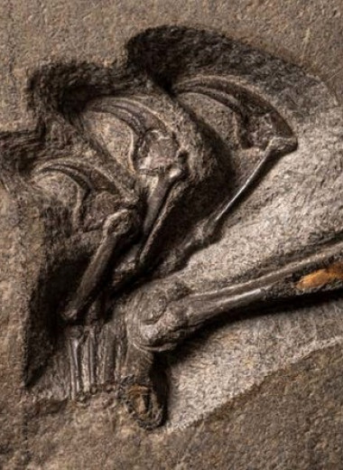 «Рептилия с острова Скай» оказалась крупнейшим юрским птерозавром