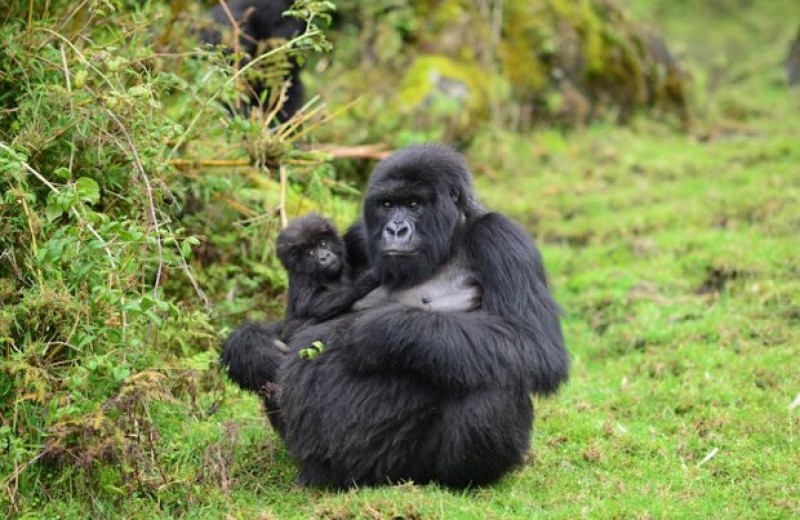 Внушительные размеры не помогли самкам горных горилл родить больше детей