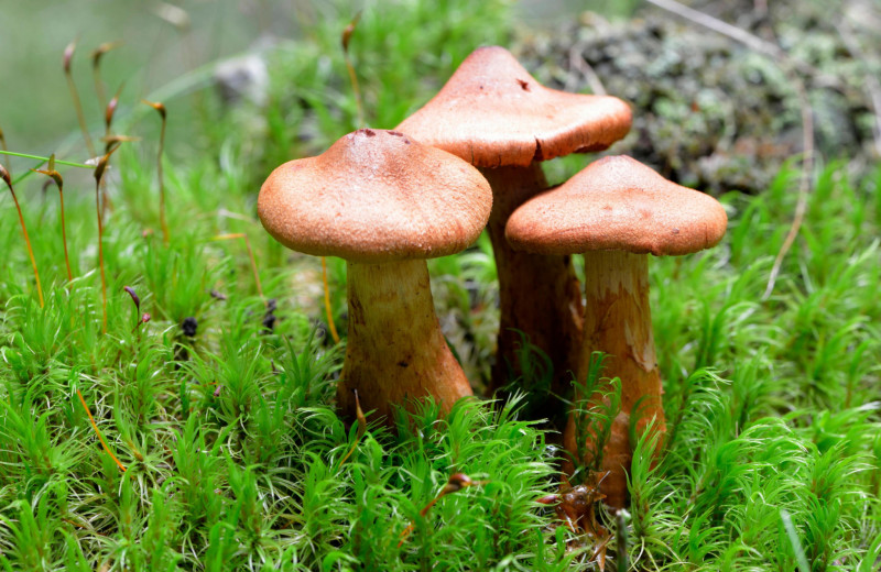 Тихие убийцы: 5 самых ядовитых грибов на свете