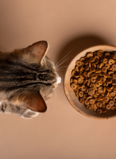 Многие совершают эту ошибку: почему нельзя кормить кота разным кормом