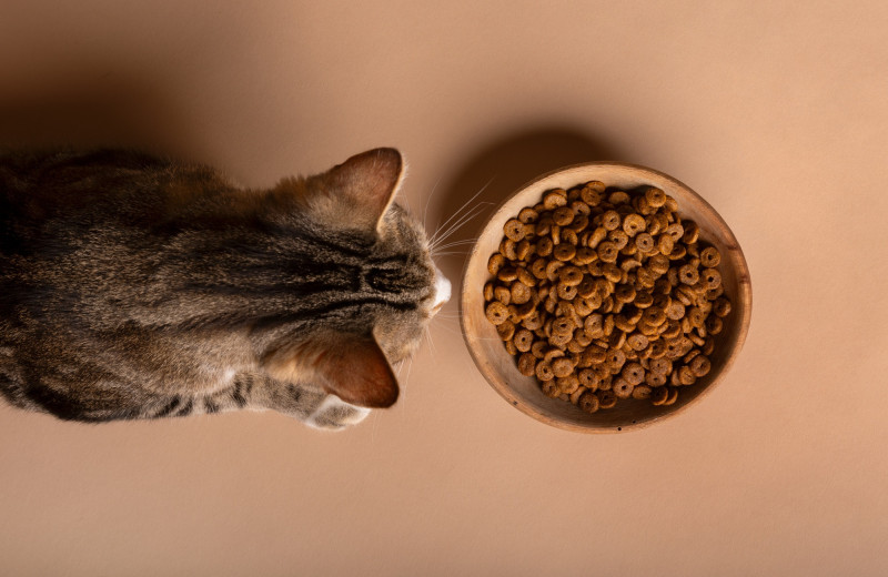 Многие совершают эту ошибку: почему нельзя кормить кота разным кормом