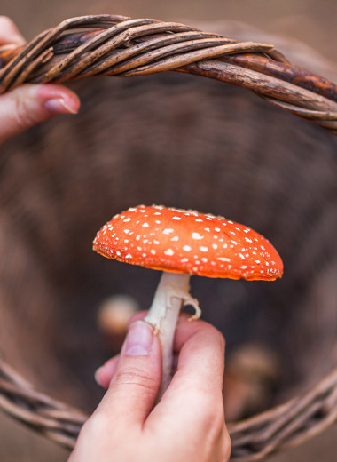 Ни шляпки, ни ножки: что нужно знать об отравлении ядовитыми грибами