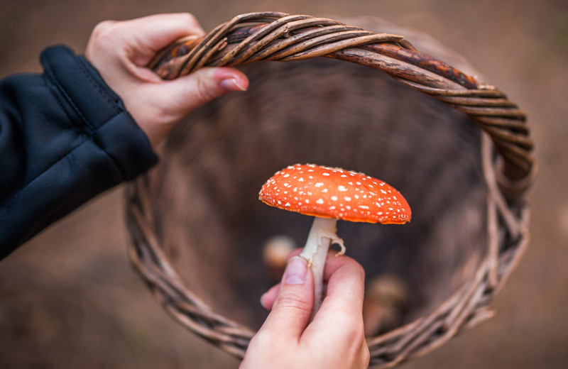 Ни шляпки, ни ножки: что нужно знать об отравлении ядовитыми грибами