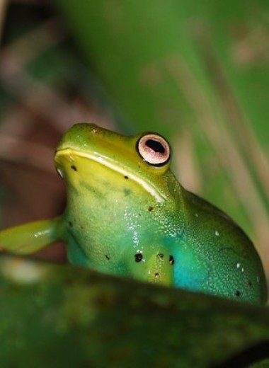 Связь серпинов с биливердином подарила лягушкам сине-зеленый окрас
