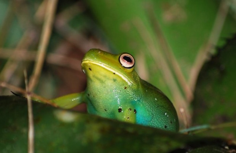 Связь серпинов с биливердином подарила лягушкам сине-зеленый окрас
