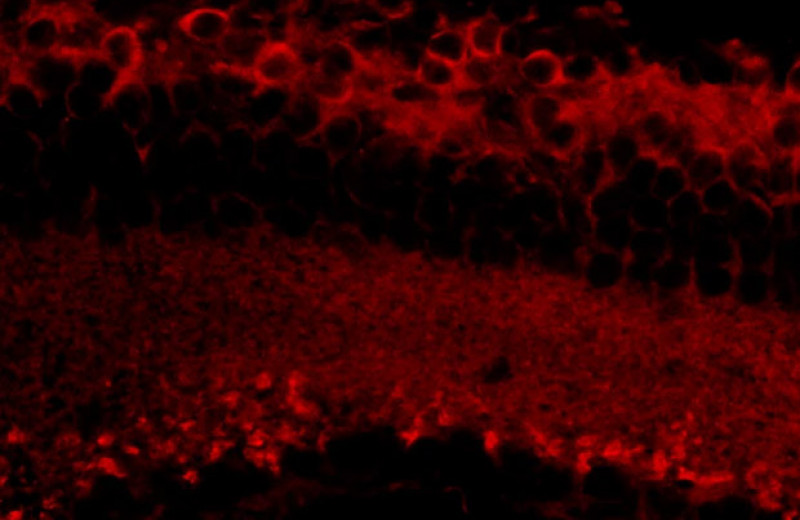 Cветочувствительный белок спас мышей от слепоты
