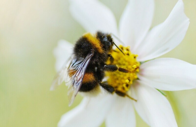 Укусила пчела: что делать и как помочь пострадавшему