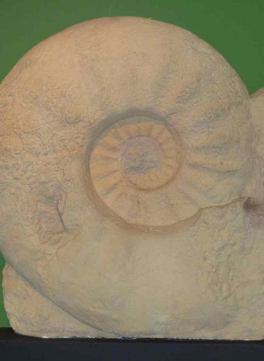 Миллионы лет назад на Земле жили моллюски-гиганты. В чем их секрет?