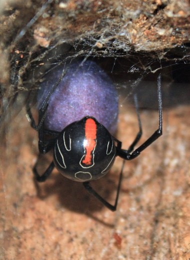 Вдова, да не та: в Африке найден новый ядовитый паук-гигант