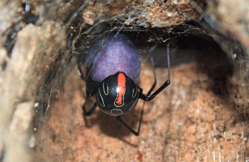 Вдова, да не та: в Африке найден новый ядовитый паук-гигант