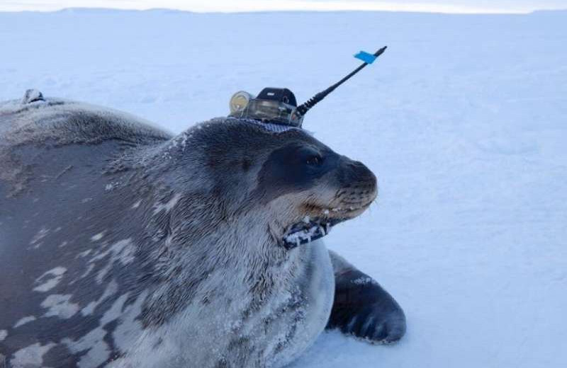 Тюлени помогли ученым исследовать труднодоступные места Антарктиды