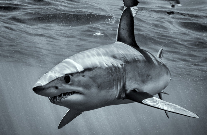 Австралийская мистерия: акула в аквариуме внезапно выплюнула татуированную руку