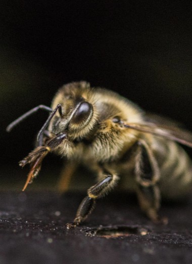 Спасители мира: 10 важных фактов о пчелах