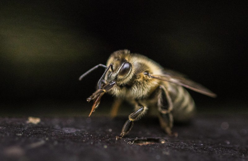 Спасители мира: 10 важных фактов о пчелах