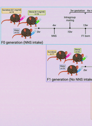 Употребление подсластителей передало изменения микробиоты потомству мышей