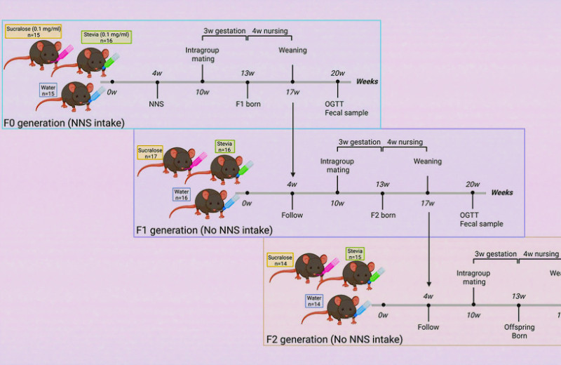 Употребление подсластителей передало изменения микробиоты потомству мышей
