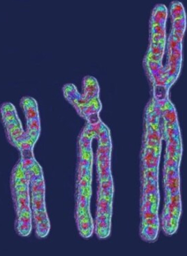 Геномный хаос: у человека нашли сотни клеток с разными мутациями ДНК