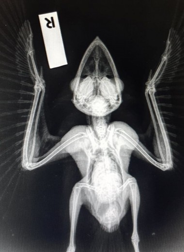 Дымчатый лягушкорот снова может летать: в Австралии провели необычную операцию