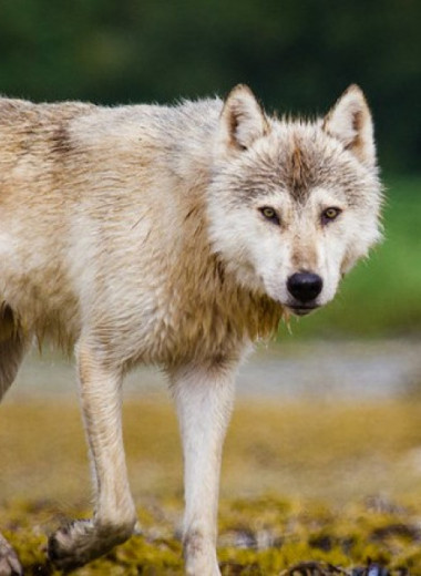 Аляскинские волки пристрастились к охоте на каланов