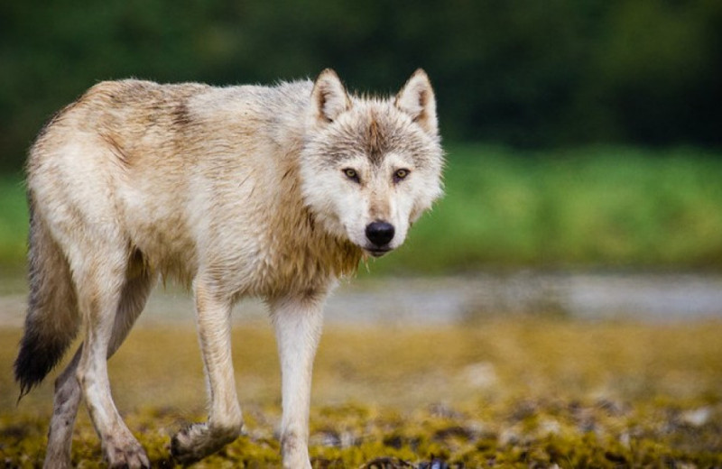 Аляскинские волки пристрастились к охоте на каланов