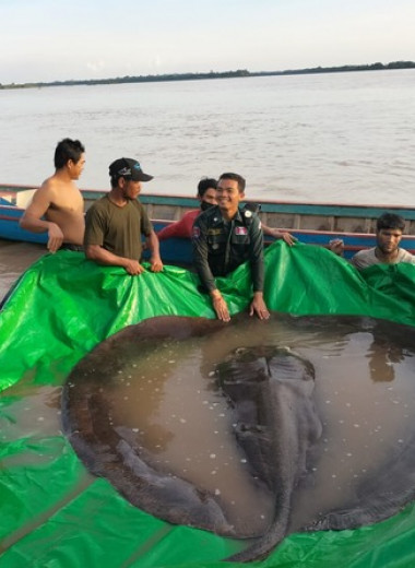 Пойманный в Камбодже скат оказался крупнейшей пресноводной рыбой