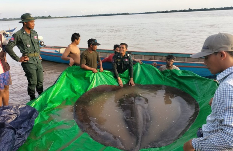 Пойманный в Камбодже скат оказался крупнейшей пресноводной рыбой