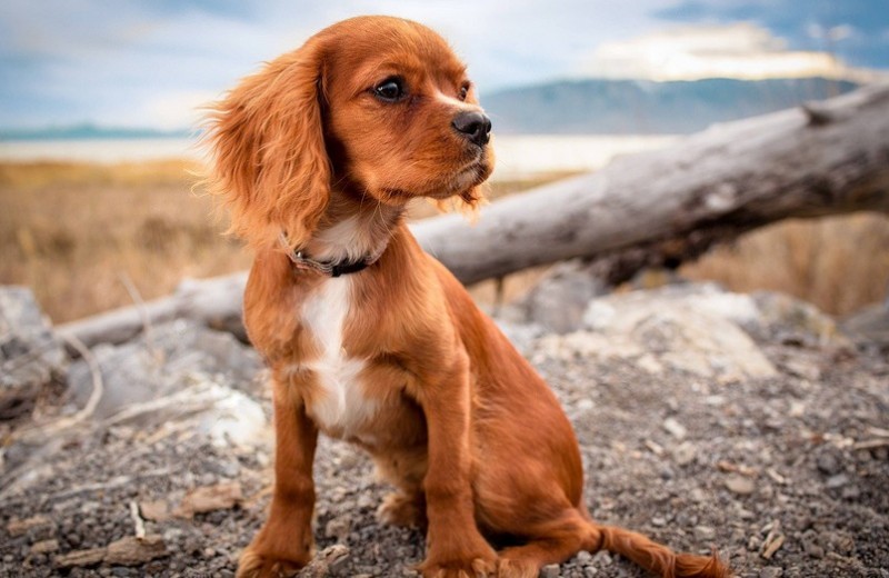 Самые дорогие породы собак в мире — от азавака до тибетского мастифа