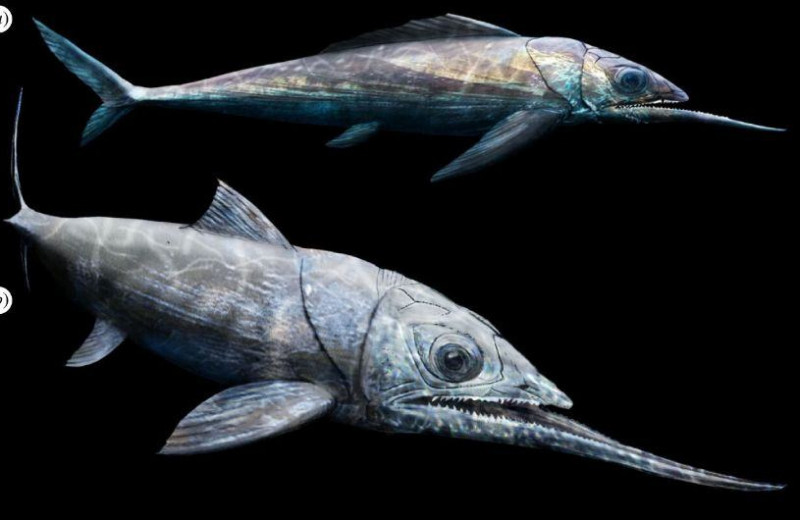 Девонская панцирная рыба оказалась обладательницей рекордно длинной нижней челюсти