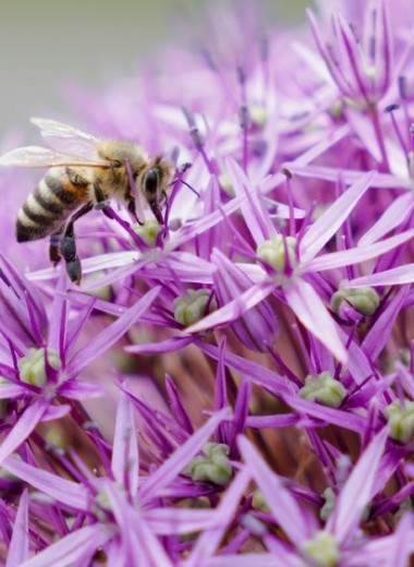 Как один сайт может предотвратить смерть миллионов российских пчел
