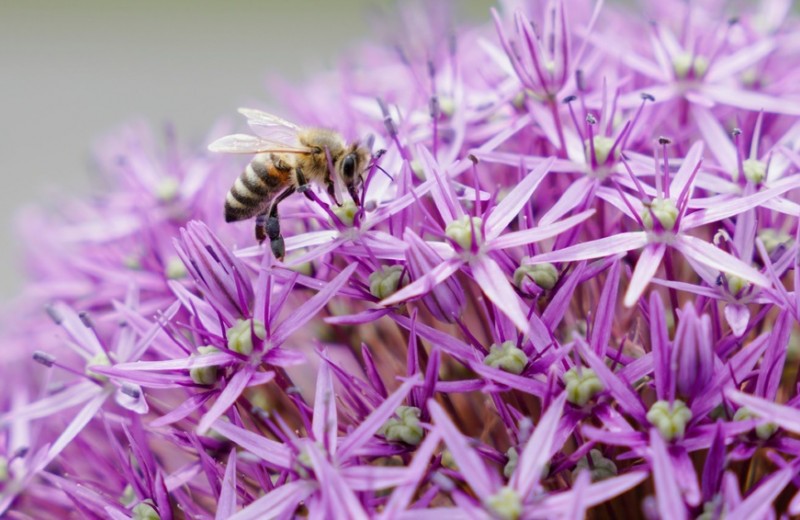 Как один сайт может предотвратить смерть миллионов российских пчел