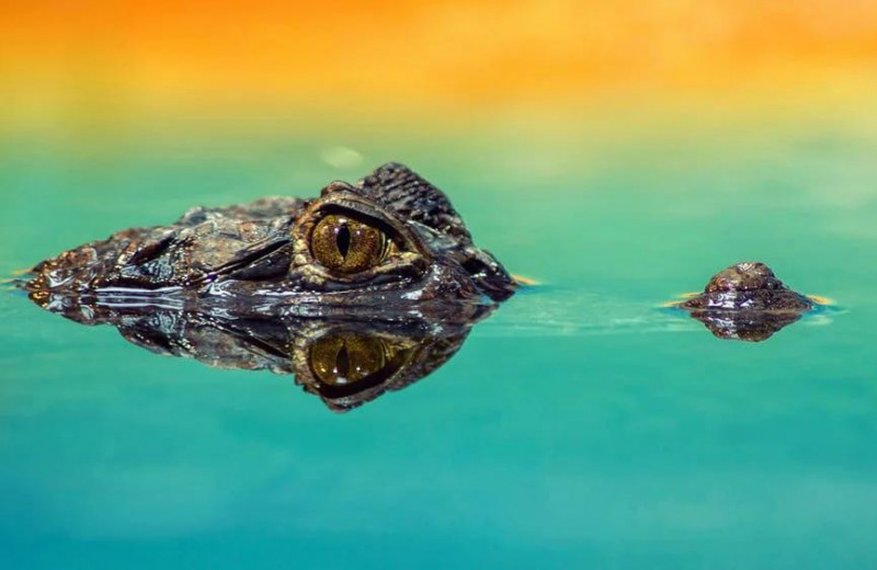 5 трогательных фактов про крокодилов