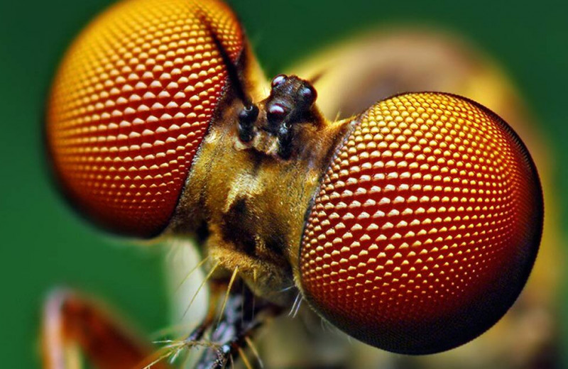 Ученые воспроизвели покрытие, защищающее от бликов глаза насекомых