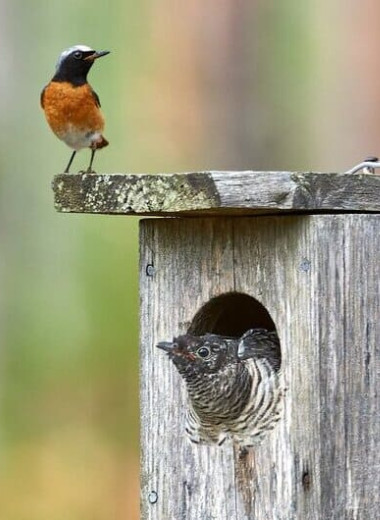 Страх застрять в дупле заставил кукушек подкладывать яйца неоптимальным способом