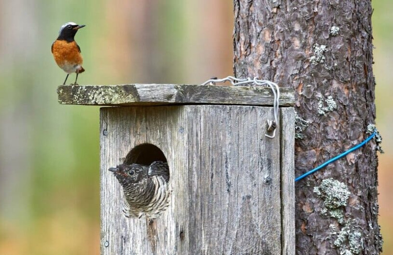 Страх застрять в дупле заставил кукушек подкладывать яйца неоптимальным способом