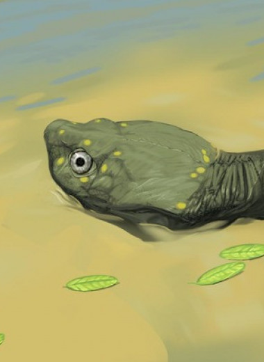 Палеонтологи описали древнейшую бокошейную черепаху из Северной Америки