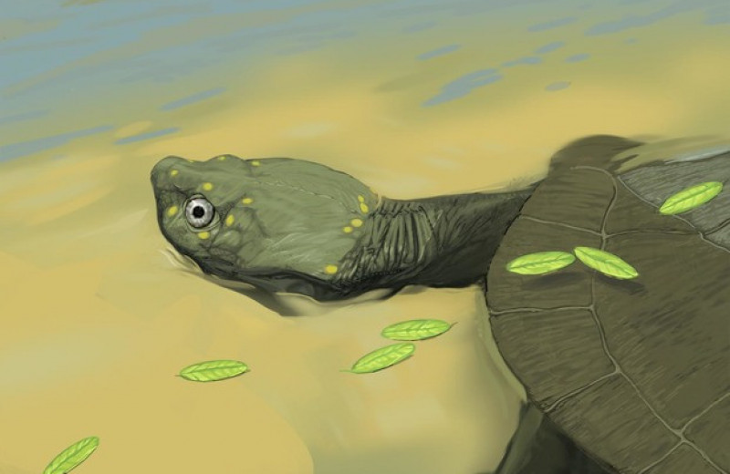 Палеонтологи описали древнейшую бокошейную черепаху из Северной Америки