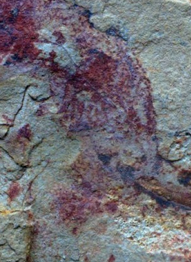 Кембрийские приапулиды оказались древнейшими обитателями пустых раковин