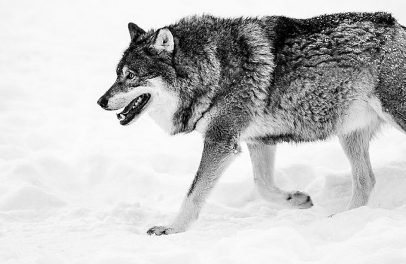 Изотопы из шерсти волка-людоеда из Турку рассказали о его питании