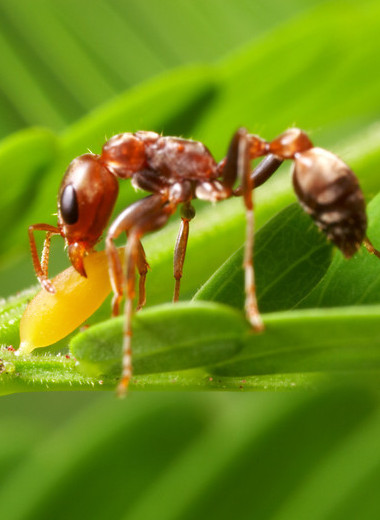 10 необычных примеров противостояния растений и насекомых