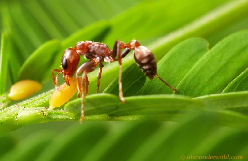 10 необычных примеров противостояния растений и насекомых