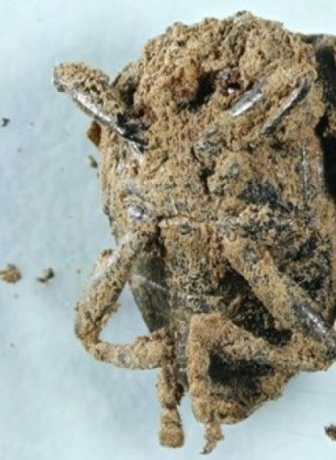 На борту затонувшего в VII-VIII веках судна нашли остатки жуков-вредителей и тараканьи оотеки