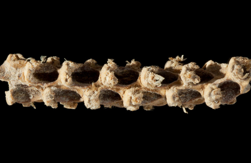 История древней кукурузы: как одомашнивали маис 5000 лет назад