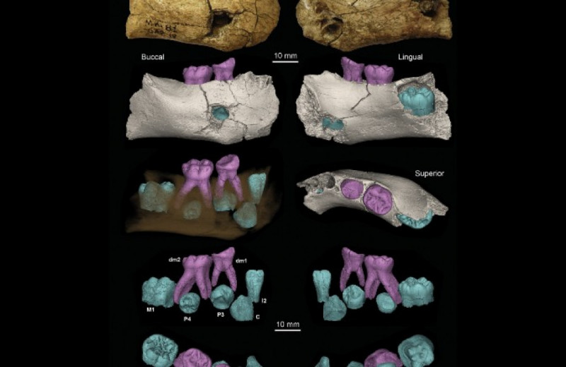 Фрагмент челюсти возрастом два миллиона лет приписали эректусу
