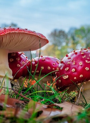 Симптомы отравления грибами и первая помощь: советы для спасения
