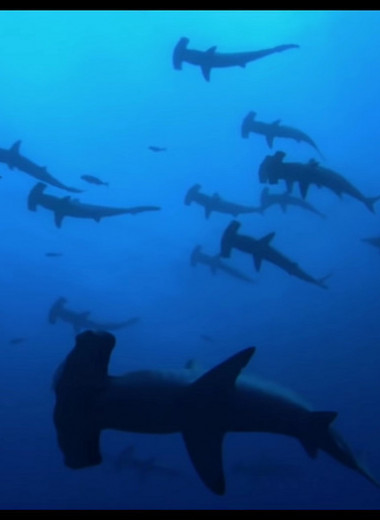 Страшные, пугающие и даже мотивирующие фильмы про акул: список лучших зубастых картин
