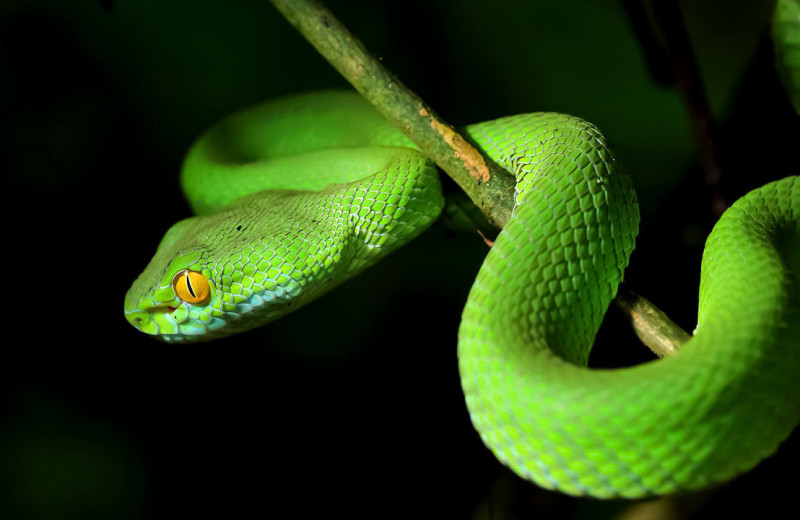 Змеи утратили конечности в результате мутации генома