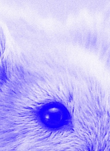 Репрограммированные клетки помогли ослепшим мышам отличить свет от тени